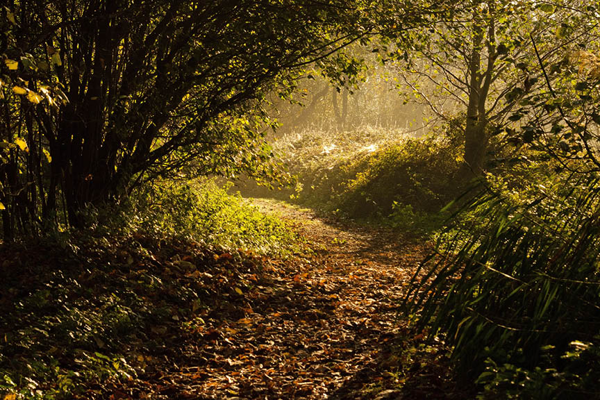 Countryside Walk