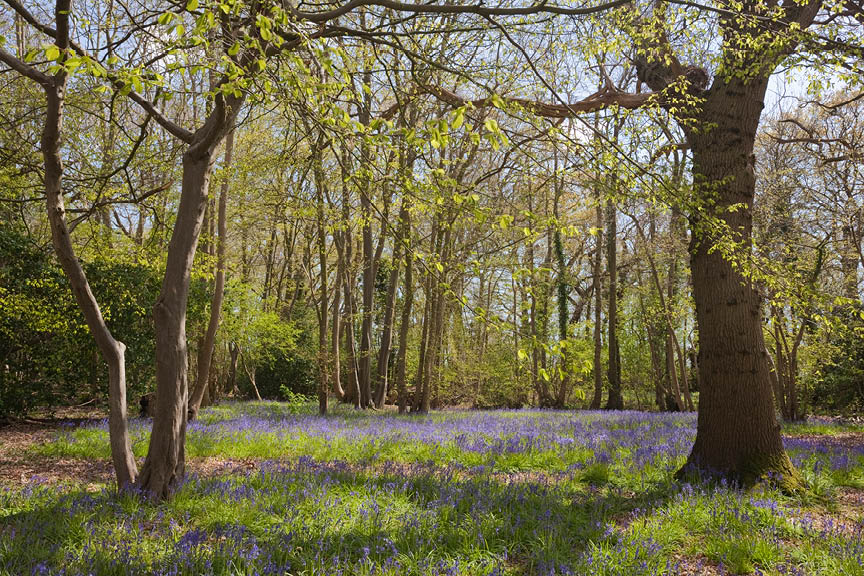 Countryside Walk