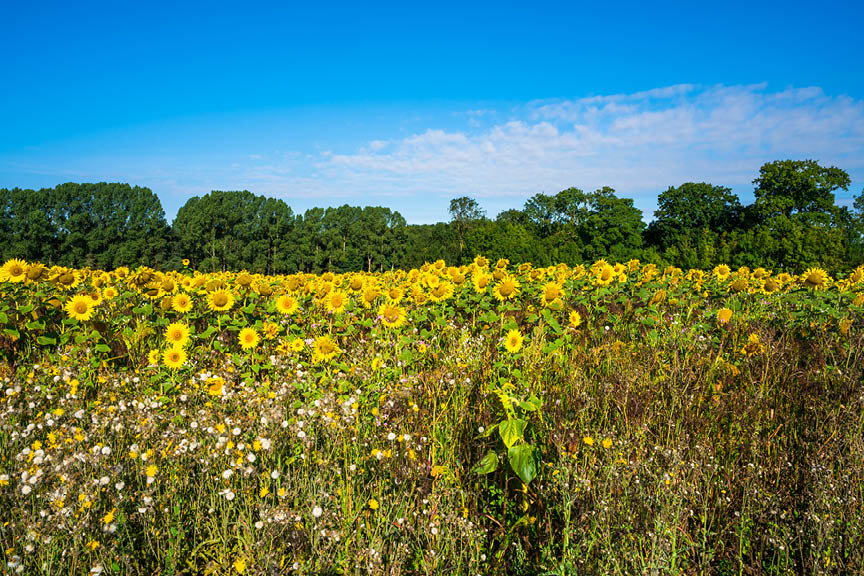 Countryside Walk