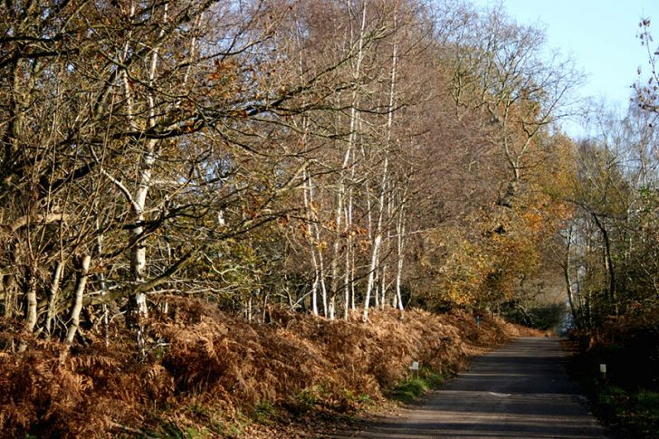 Countryside Walk